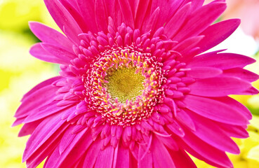 A macro photo of a part of an aster flower.