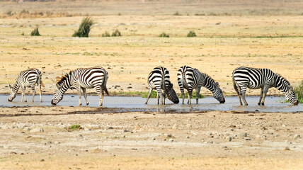 Zebra drinking water in savanna on safari in Kenya national park. Wild animals in nature&nbsp;