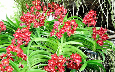  Red orchid flowers on a green background in the garden
