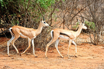 Beautiful impala antelope on the savannah.Tanzania, Africa, and Kenya 