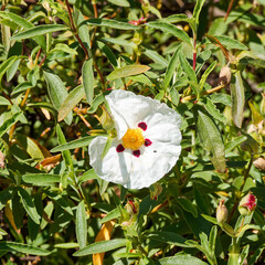 (Cistus ladanifer) White flowers of a gum rockrose marked with dark red spots at the base of the petals surrounding yellow stamens above dark green, glutinous lanceolate foliage