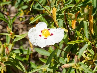 Gum or crimson-spot rockrose (Cistus ladanifer) Shrub adorned of a solitary white flower with dark red spots above dense narrow dark green leaves
