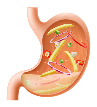 Human Stomach filled full by fast food. Gastric juice digesting many food in Stomach. Stomach with seasoned chips inside Illustration about digestive system. Realistic 3d Vector