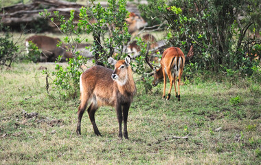 Portrait of a male Waterbuck at Kenya, East Africa 