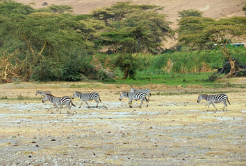  Wild animals in nature , Zebras in the savanna on safari in Kenya. 