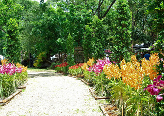 Beautiful pink and yellow orchid flowers with green leaves in the garden background.