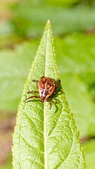 Tick on a leaf