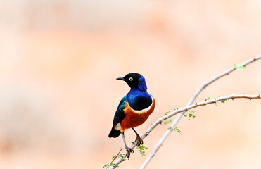 A small blue bird perched on a tree branch in South Africa