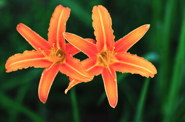 Orange day lily in the summer garden with a green background
