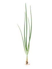 Young onion plant with root, isolated on white