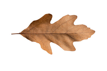 Fototapeta premium A detailed, dry oak leaf on a white isolated background, showcasing its unique texture and natural beauty.
