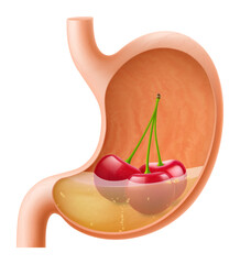 Human Stomach with cherries. The stomach digests cherries. A stomach filled with healthy and wholesome food. Proper nutrition. Realistic 3d Vector illustration. Food digestion process illustration