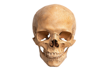 A detailed close-up of a human skull on a white isolated background. Ideal for educational and medical purposes.