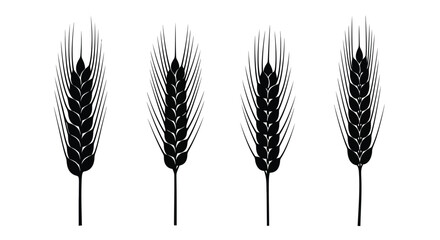 Four black wheat stalks isolated on white displaying agricultural harvest and organic food vector © Sazid