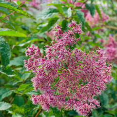 Pink-purple to mauve flowering of Spotted Joe-Pye Weeds in corymbs of Eutrochium purpureum or Eupatorium maculatum 'Purple Bush'