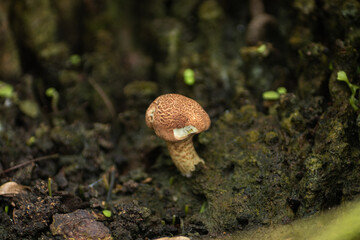 A macro close-up of a small, wild brown mushroom growing from damp soil and moss in a forest.