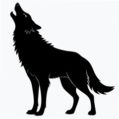 black and white wolf