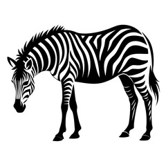 zebra isolated on white
