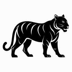 zebra vector illustration