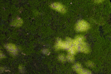 An abstract top-down background of a green moss carpet in a forest with dappled sunlight.