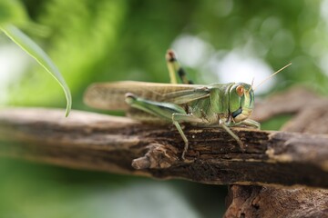 One locust on branch outdoors, closeup. Wild insect