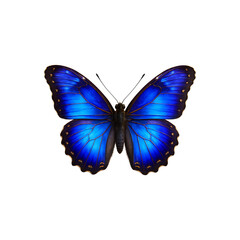 Obraz premium Blue Butterfly Image Exotic Colorful Insect