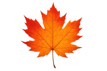 Fototapeta premium Isolated orange maple leaf resting on a transparent background, beautifully embodying the vibrant colors and essence of autumn