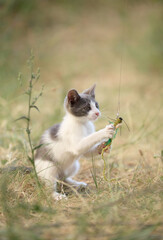 Two playful kittens interact while holding a green leaf-like toy. The young animals sit in dry grass facing each other curiously.