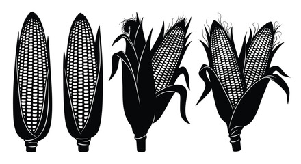 Vintage corn cobs and husks detailed engraving style agricultural food harvest elements vector