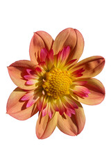 dahlia Kelsey Annie Joy in the sun