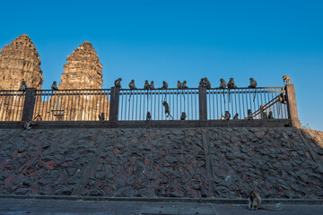 A large group of wild long-tailed macaques sits and climbs on a metal fence in front of ancient...