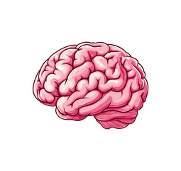 Pink human brain isolated on white