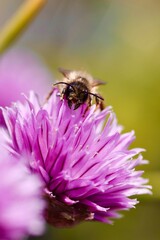 Bee on a pink flower