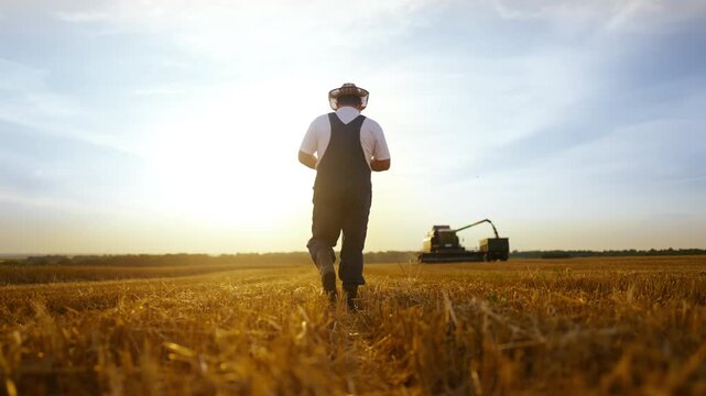 Harvest season in farmland, back view of farmer walking in fields in summer. Modern technology and innovation in agribusiness, supply of organic food, growing wheat, rye and barley in eco farm