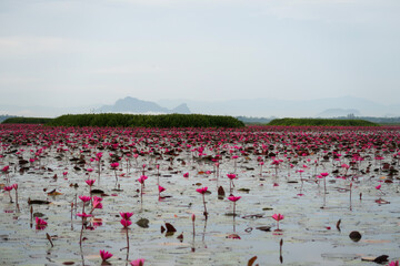 Fototapeta premium Vibrant Pink Water Lilies Blooming in Tropical Wetland Lake for Serene Eco-Tourism Backdrop
