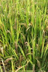 Green and ripe rice plants with developing grains thriving in a sunny agricultural field. Agriculture and harvest.