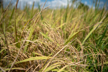 Golden rice grains ripen for harvest in a lush green paddy field under a bright blue sky, signifying abundance and food.