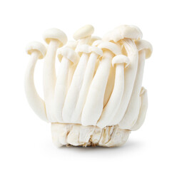 Cluster of fresh shimeji mushrooms isolated on white