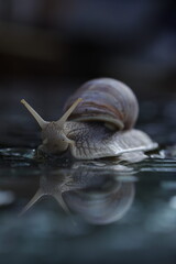 Snail on a water 