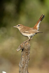 Rufous-tailed scrub robin in its territory with the last light of a spring day in Mediterranean forest with olive trees, oaks and prickly pears