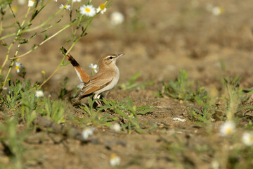 Male Rufous-tailed scrub robin performing mating in his territory to attract a female in a Mediterranean forest of olive, oak and prickly pear trees