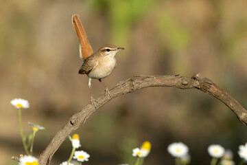 Male Rufous-tailed scrub robin on its breeding territory in a Mediterranean forest with oak, olive and prickly pear trees in the last light of a spring day