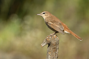 Male Rufous-tailed scrub robin on its breeding territory in a Mediterranean forest with oak, olive and prickly pear trees in the last light of a spring day