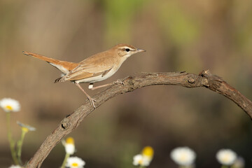 Male Rufous-tailed scrub robin on its breeding territory in a Mediterranean forest with oak, olive and prickly pear trees in the last light of a spring day