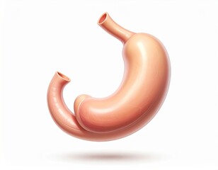 Highly detailed human stomach anatomy showing structure and texture isolated on a white background