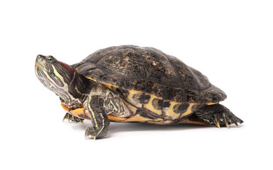 Beautiful turtle (Red-eared slider) on white background