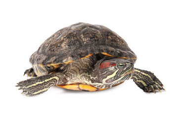 Beautiful turtle (Red-eared slider) on white background