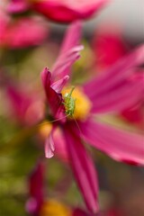 Grasshopper on pink cosmos flower