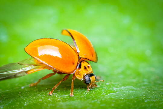 Macro of bug insect (Ladybug) on leaf in nature