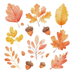 Fototapeta premium Watercolor Autumn Leaves and Acorns Collection in Warm Orange and Yellow Tones for Seasonal Design